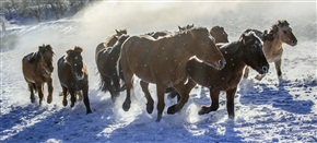 雪地骏马