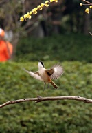 伯劳腾空