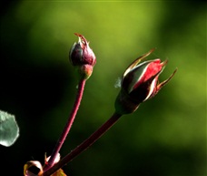 花蕊迎春