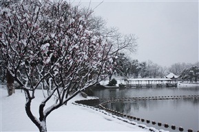 《 雪之亭林 》2