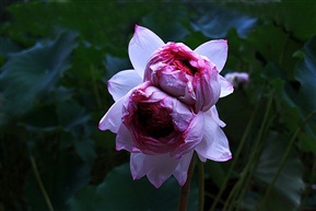 荓蒂蓮