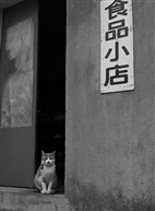 猫店家