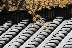 雪情梅香