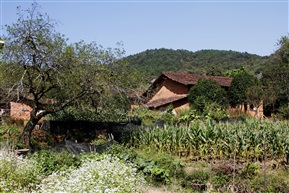 苦荞花开的小山村