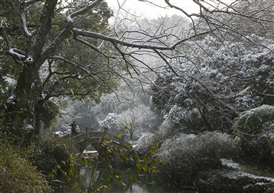 雪之韵