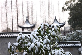 亭林瑞雪
