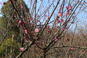 春节里的红梅