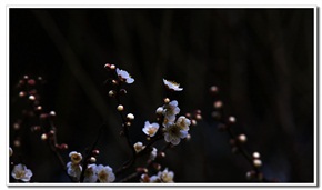 群芳争艳