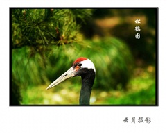 松鹤图