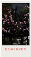 梅花图
