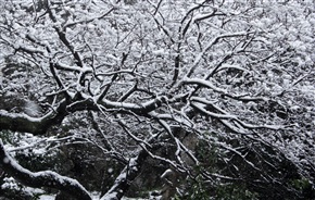 《 雪之亭林 》8