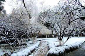 雪中亭林