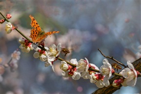 《闹梅》