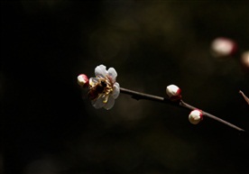 春梅与蜜蜂