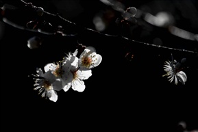 亭林梅