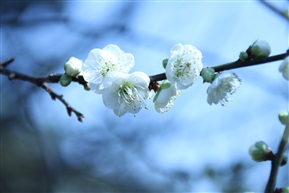 梅花