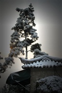 雪中亭林