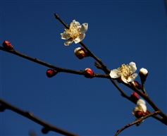 梅花