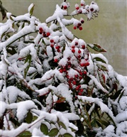 雪里红