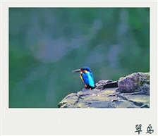 又见翠鸟