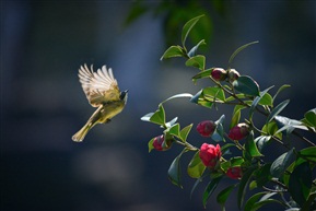 花鸟