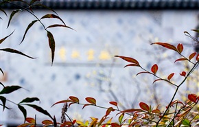 《 亭林 》