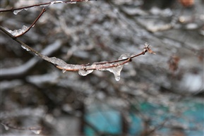 冰雪梅枝