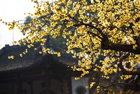 迎寒怒放