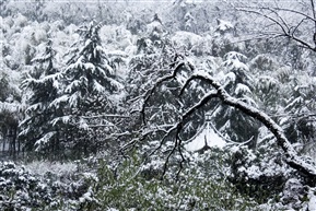  《 雪之亭林 》5