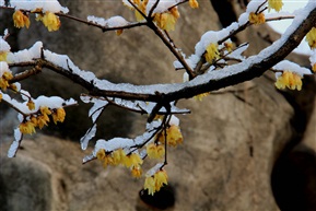 冰雪寒梅