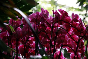 鲜花争艳