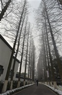 雪杉