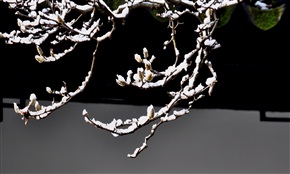 雪盖花蕾