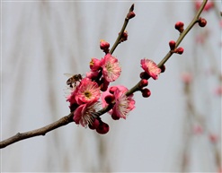 春晓