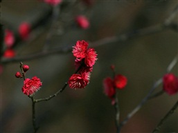 红梅花儿开