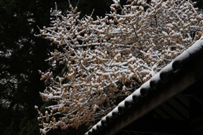 雪中梅