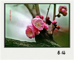 双梅争艳静无语
