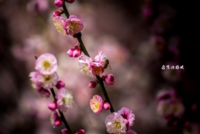 梅花颂