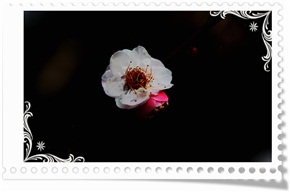 梅花韵