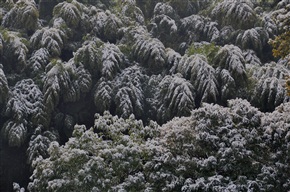 雪后亭林园---6