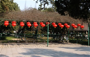 迎春