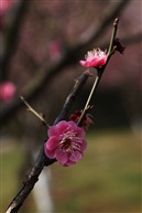 春意盎然