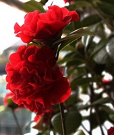 鲜花