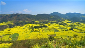  螺丝田油菜花全景