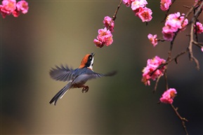 花鸟图