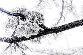 雪之松