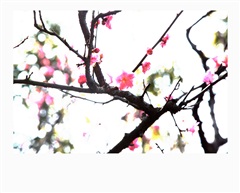 梅花图