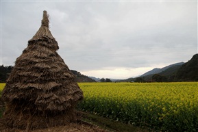 乡间田野