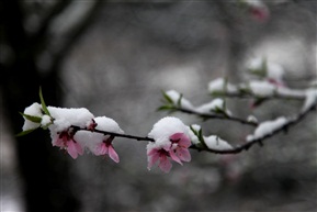 三月桃花雪