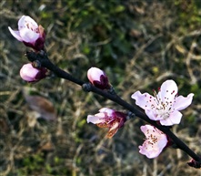 三月桃花红似火（四）
